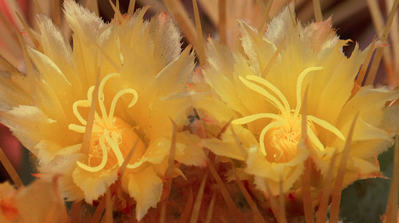 Ferocactus glaucescens